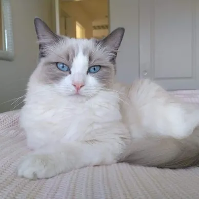 OUR PUREBRED RAGDOLL KINGS